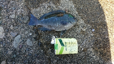 アジング&エサ釣り