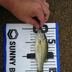 子バッチーパラダイス