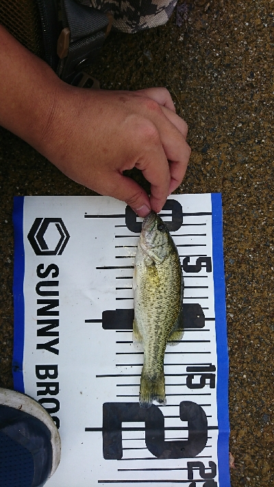 子バッチーパラダイス