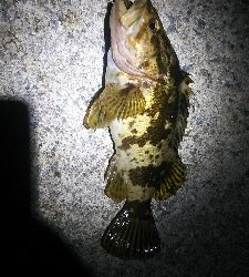 パッとしない釣果