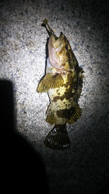 パッとしない釣果