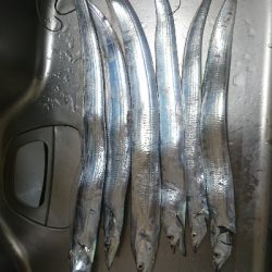 タチウオ サイズアップ