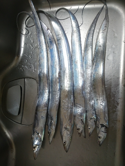 タチウオ サイズアップ