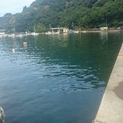 アオリイカは、不発。でも