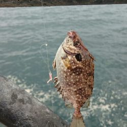 新港にかぎって…