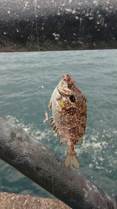 新港にかぎって…