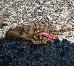 台風直後のイカ調査