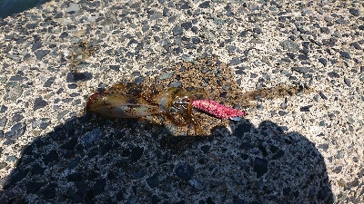 台風直後のイカ調査