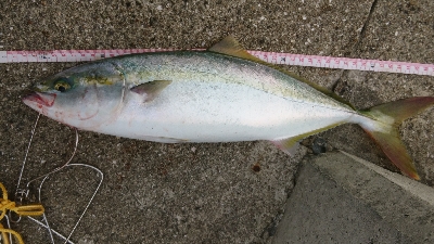 久しぶりのハマチ