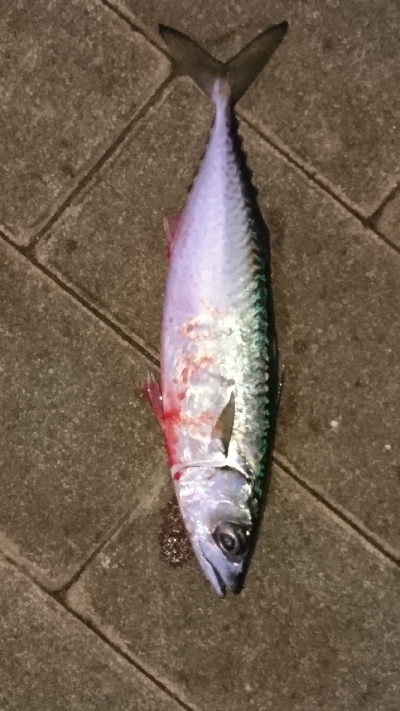 まったりと釣り