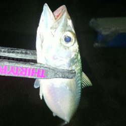 エギングのちアジング