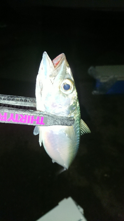 エギングのちアジング