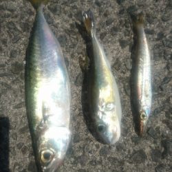 須崎市野見漁港ライトショアジギング