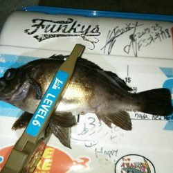 豆アジングでええメバル