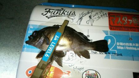 豆アジングでええメバル