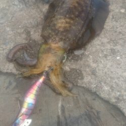 秋イカエギング