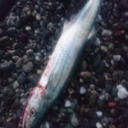 仁淀川河口周辺サーフ ライトショアジギング