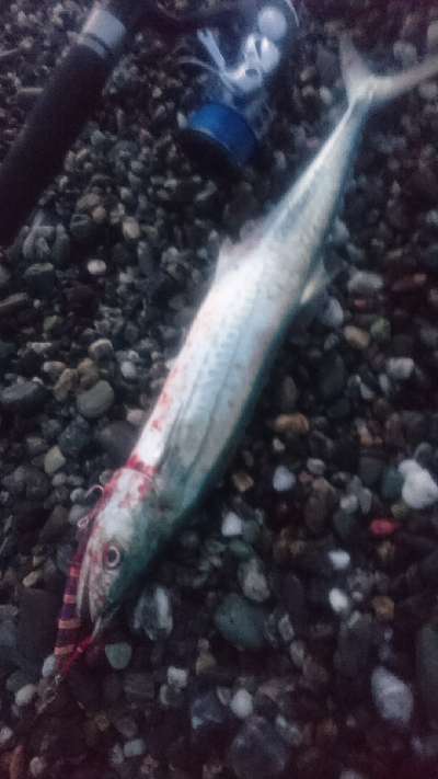 仁淀川河口周辺サーフ ライトショアジギング…