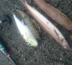 ライトショアジギング サバフグ狙い