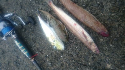 ライトショアジギング サバフグ狙い