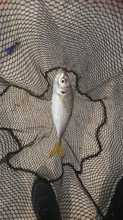 那珂湊遠征 サビキで五目釣り