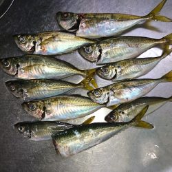 デカあじはどこに！