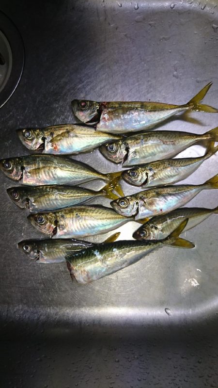 デカあじはどこに！