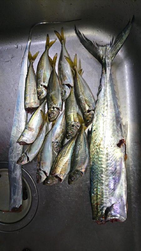 デカあじ釣れず
