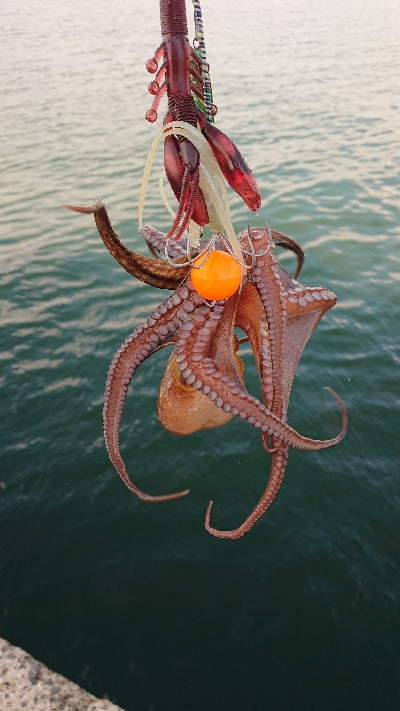 チビばかりですが…