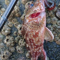 久しぶりの磯歩き(笑)