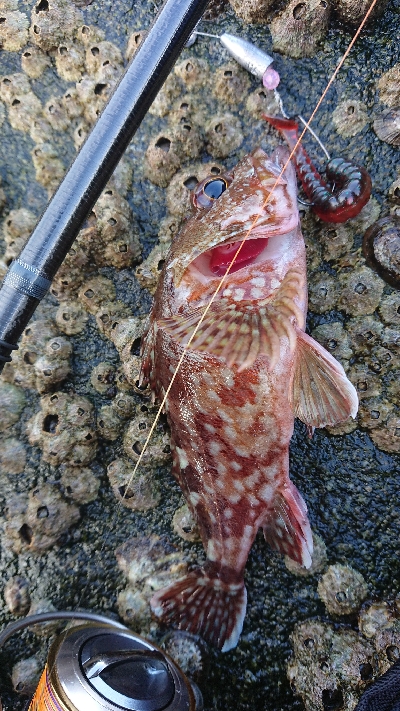 久しぶりの磯歩き(笑)