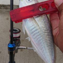 何とか5本釣れました(￣ω￣;)