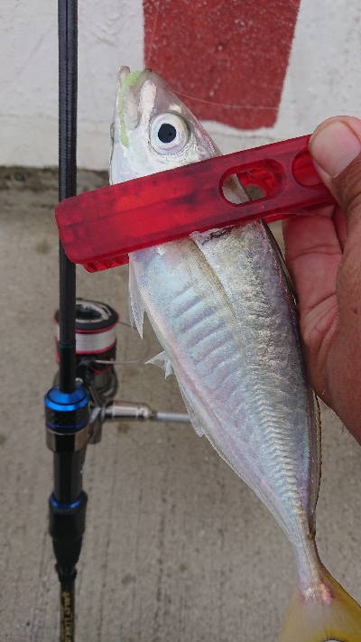 何とか5本釣れました(￣ω￣;)