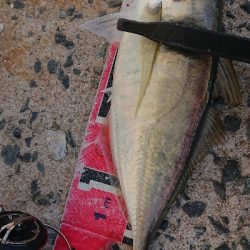 デカアジ確保！