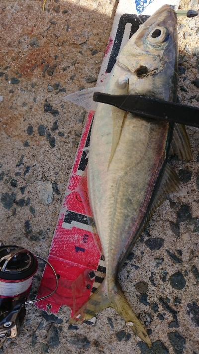 デカアジ確保！