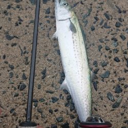 アジングにサゴシヒット