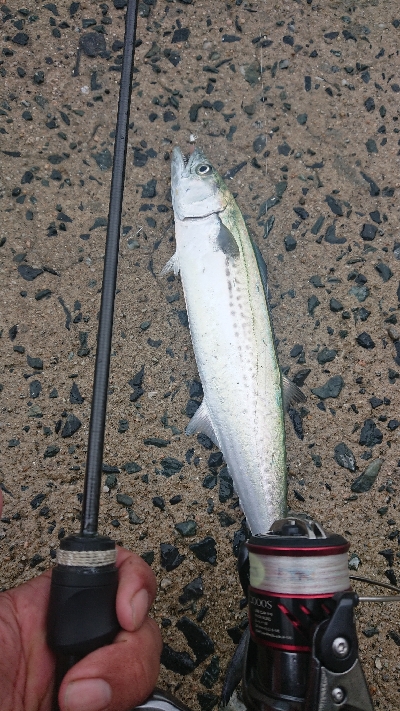 アジングにサゴシヒット