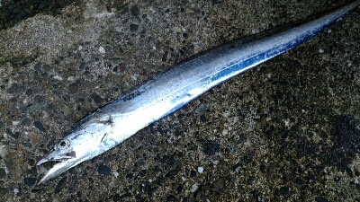 貴重なジアイ中に