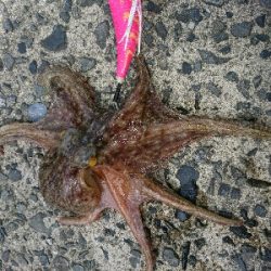 たこ焼き用に。