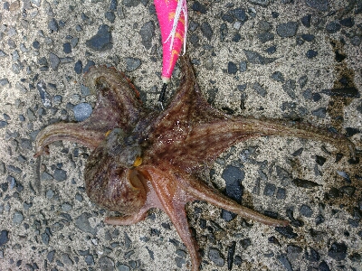 たこ焼き用に。