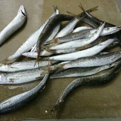 30センチサイズのカマス20本超え！