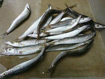 30センチサイズのカマス20本超え！