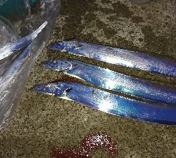 夜明け前の太刀魚