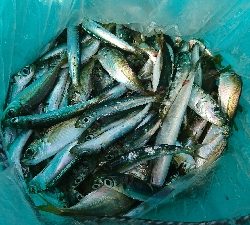 子供とサビキ釣り