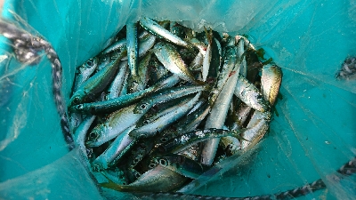 子供とサビキ釣り