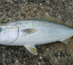 小雨での釣行 なんとかツバスget