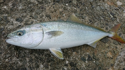 小雨での釣行 なんとかツバスget