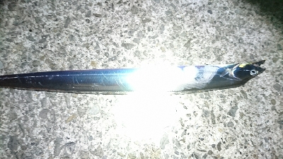 なんとかタチウオget