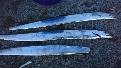 青物惜しくも…とりあえずタチウオ