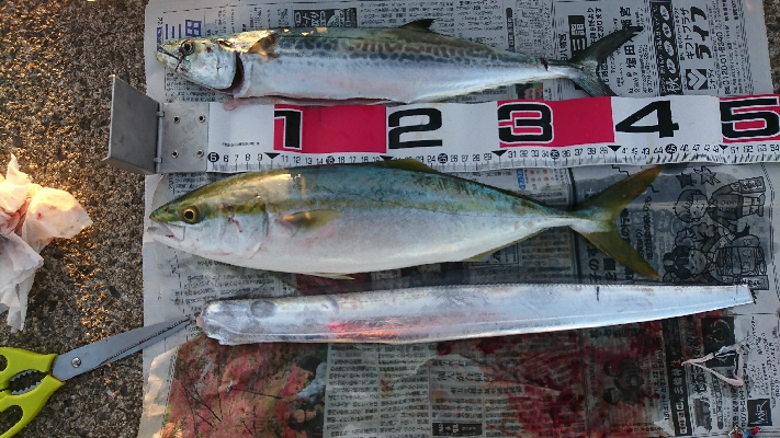 タチウオ、サゴシ、ハマチ！